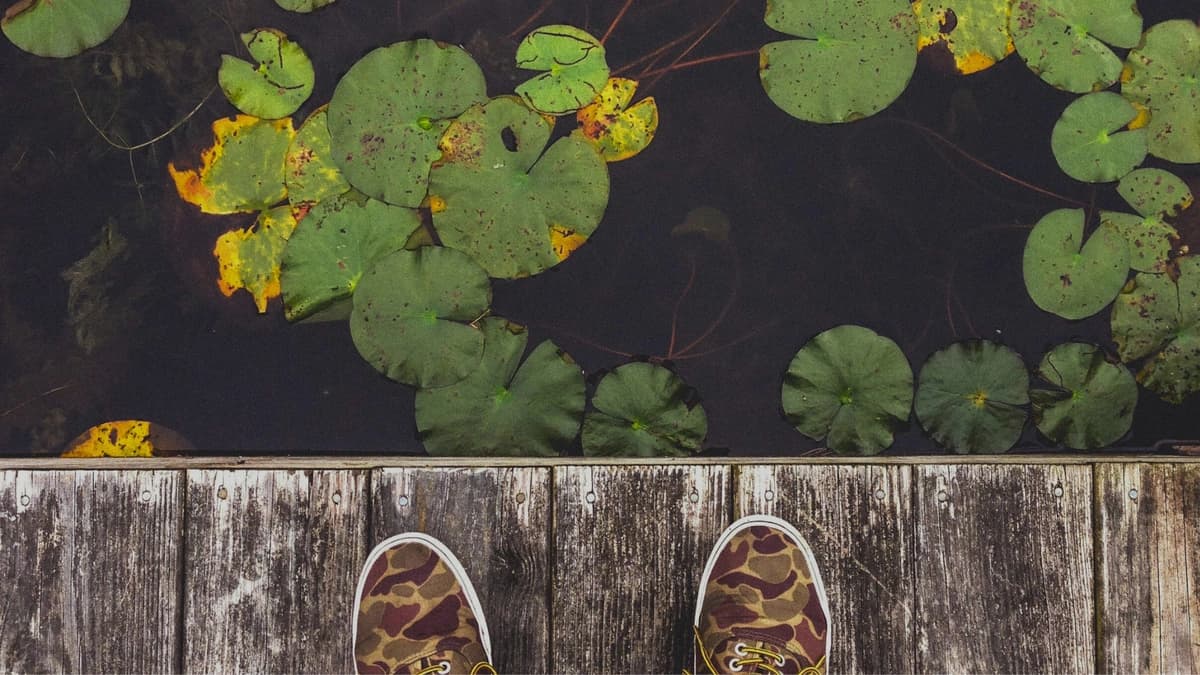 the front edges of camo shoes standing on a wooden dock looking down over dark water with lily pads at the surface