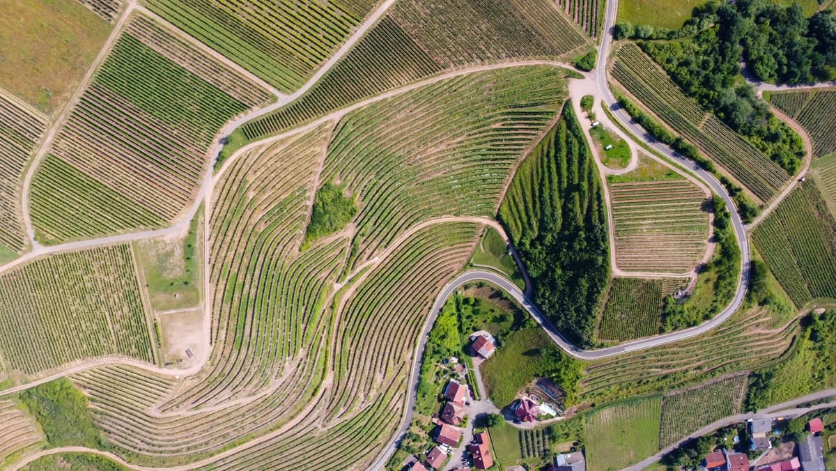 aerial view of crop fields