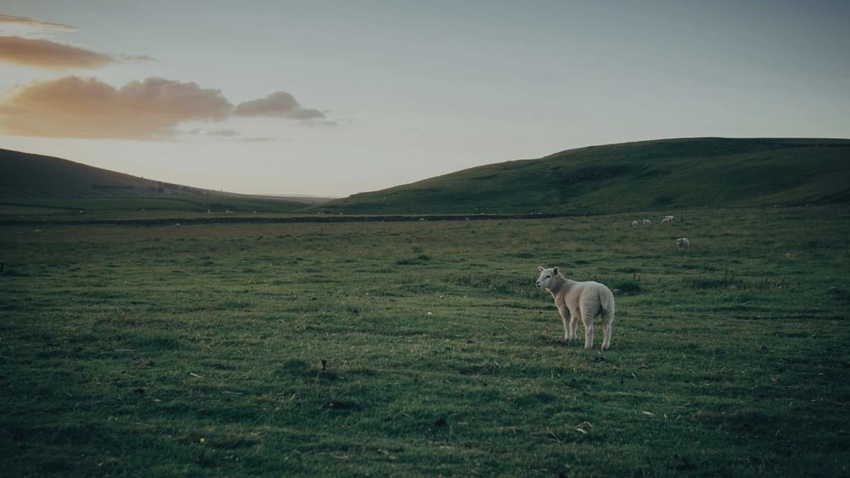 a lone sheep in a field with a sunset skyline behind